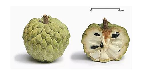 Helado de anón, una fruta que esconde antioxidantes en abundancia 