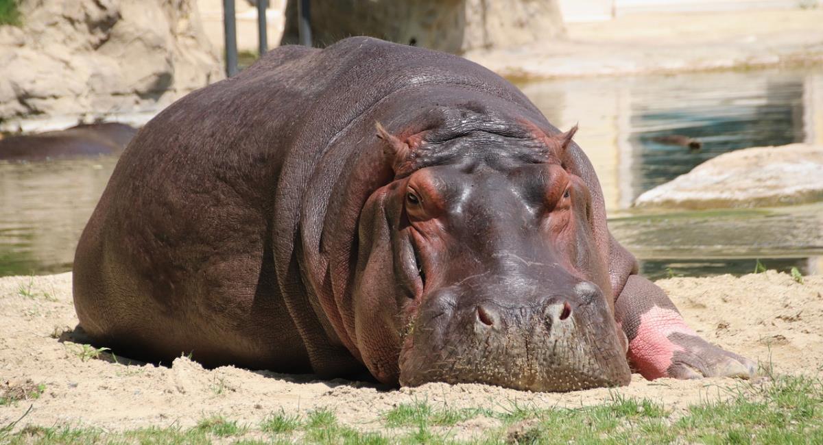 Hipopótamos de Pablo Escobar estarían afectado al Magdalena. Foto: Pixabay