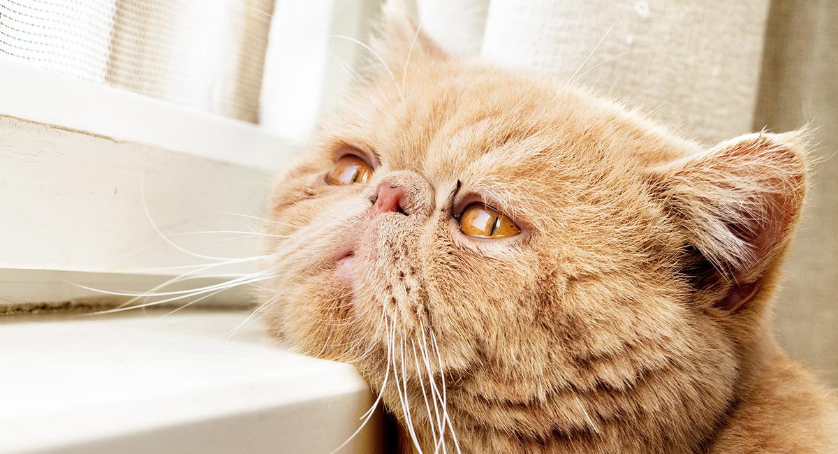 derivación Complicado He aprendido Qué hacer si tu gato está deprimido? 5 útiles consejos