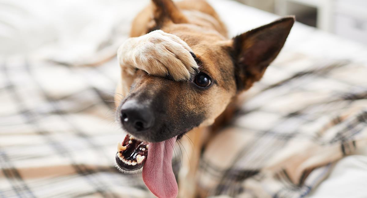 Estos son 6 comportamientos de los perros que no son normales. Foto: Shutterstock