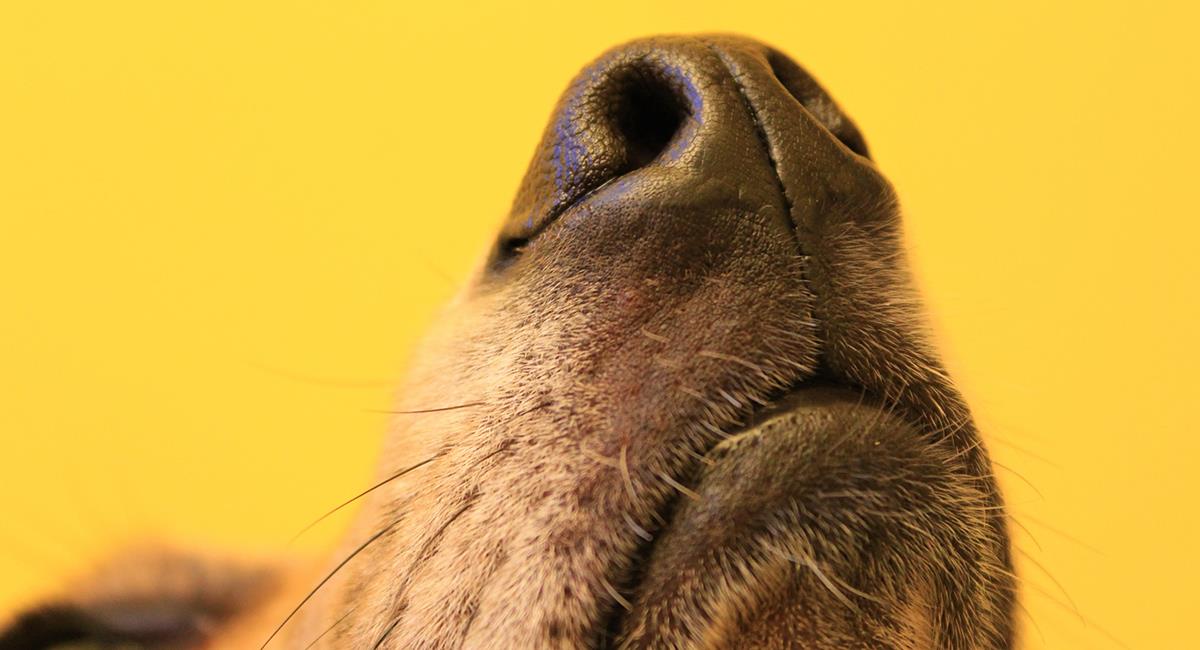Hay olores que los perros no soportan, estos son algunos de ellos. Foto: Shutterstock