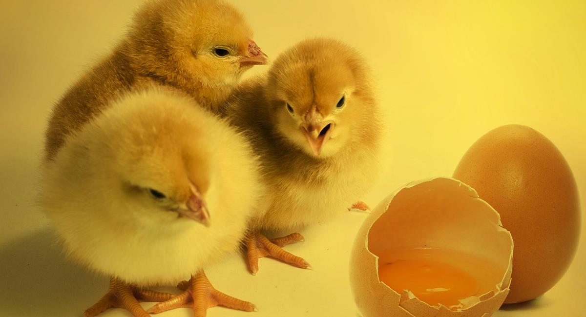 Se busca que Alemania vuelva a la cría tradicional de pollos tanto para carne como para producción de huevos. Foto: Pixabay
