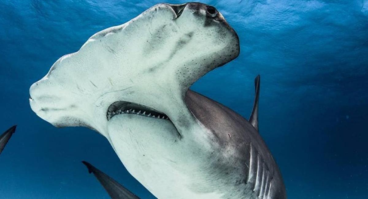 Los tiburones martillo son una especie en peligro de extinción, tienen una imagen intimidante pero no atacan a los humanos. Foto: Twitter @LuximiaMX