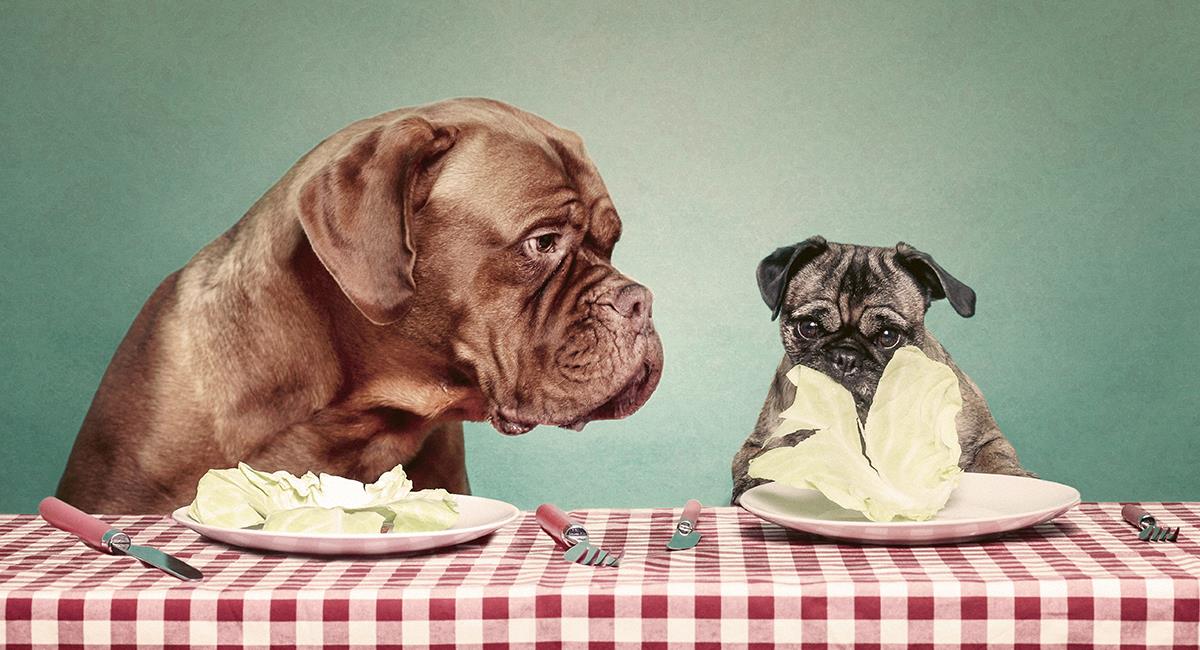Alimentación canina: 6 increíbles beneficios de darle lechuga a tu perro. Foto: Shutterstock