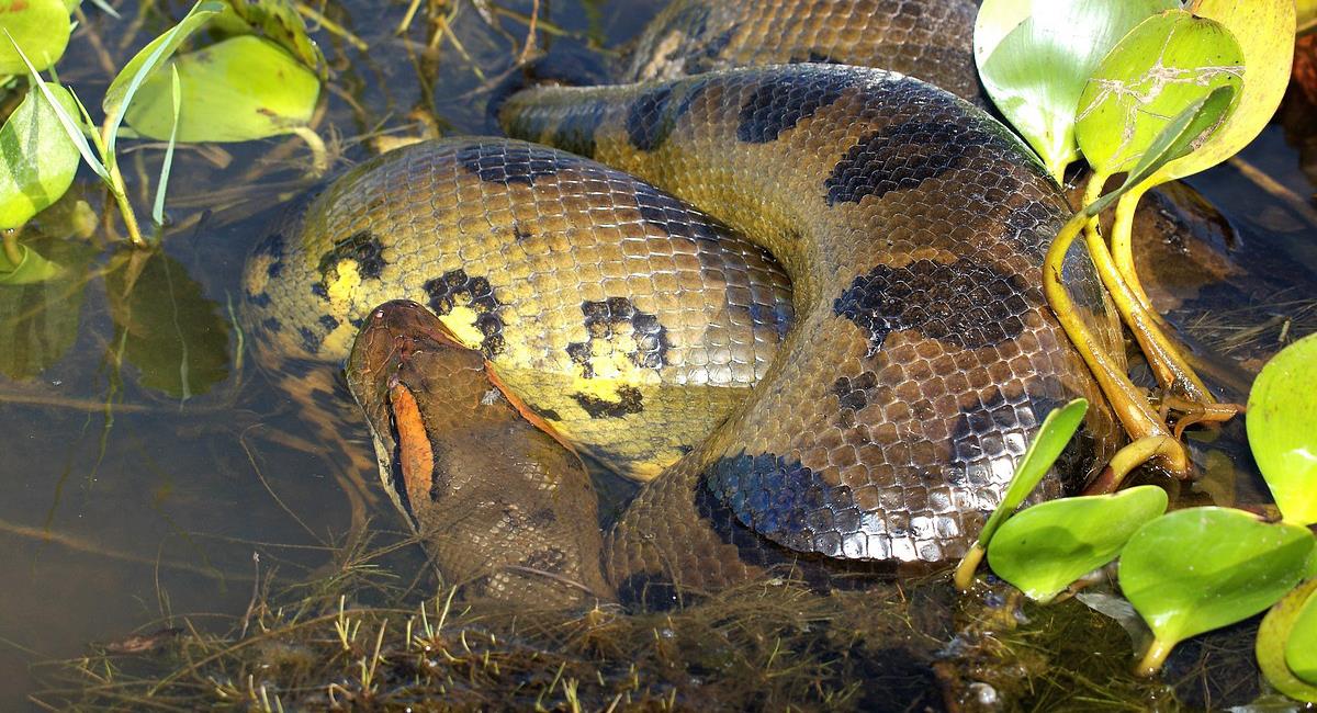 Una anaconda de más de 5 metros fue hallada en un estanque cerca de Villavicencio generando terror en los habitantes de la zona. Foto: Pixabay