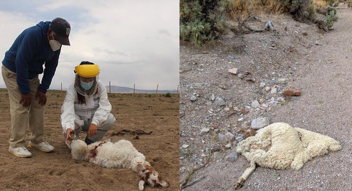 Cerca de 50 animales, entre llamas y alpacas han sido encontradas sin vida en zona rural fronteriza entre Bolivia y Chile. Foto: Twitter @Rosariotres