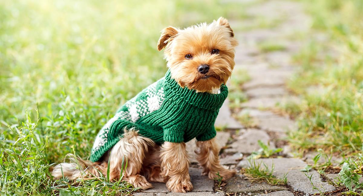 5 enfermedades que pueden sufrir los perros de raza pequeña. Foto: Shutterstock