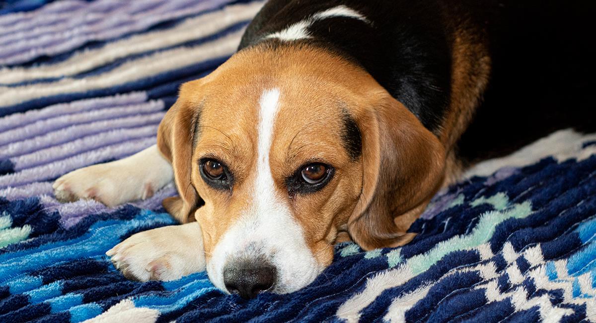 Trucos caninos: 5 formas de saber si tu perro tiene fiebre. Foto: Shutterstock