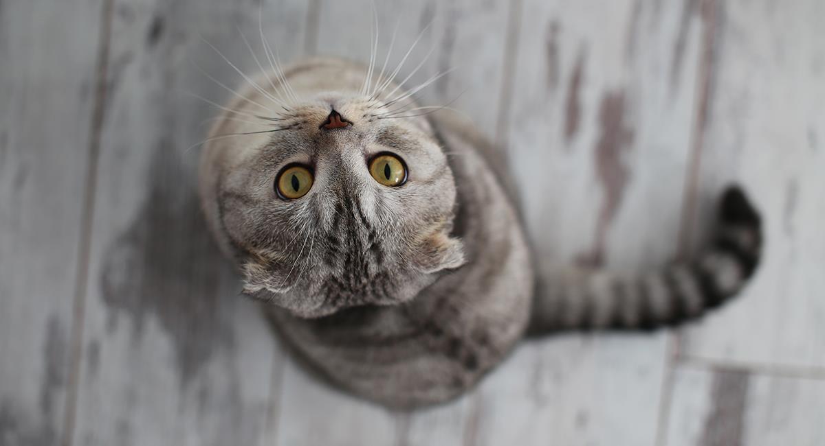 Aquí está la increíble explicación a 5 cosas extrañas que hace tu gato. Foto: Shutterstock