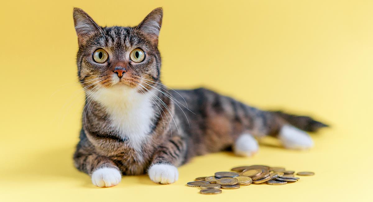 Gato aprende “truco de magia” con una moneda y enloquece las redes. Foto: Shutterstock