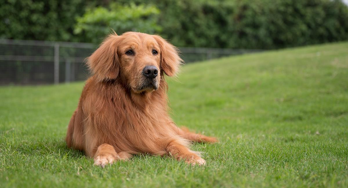 Golden retriever: 6 cosas que probablemente no sabes sobre este perro. Foto: Shutterstock