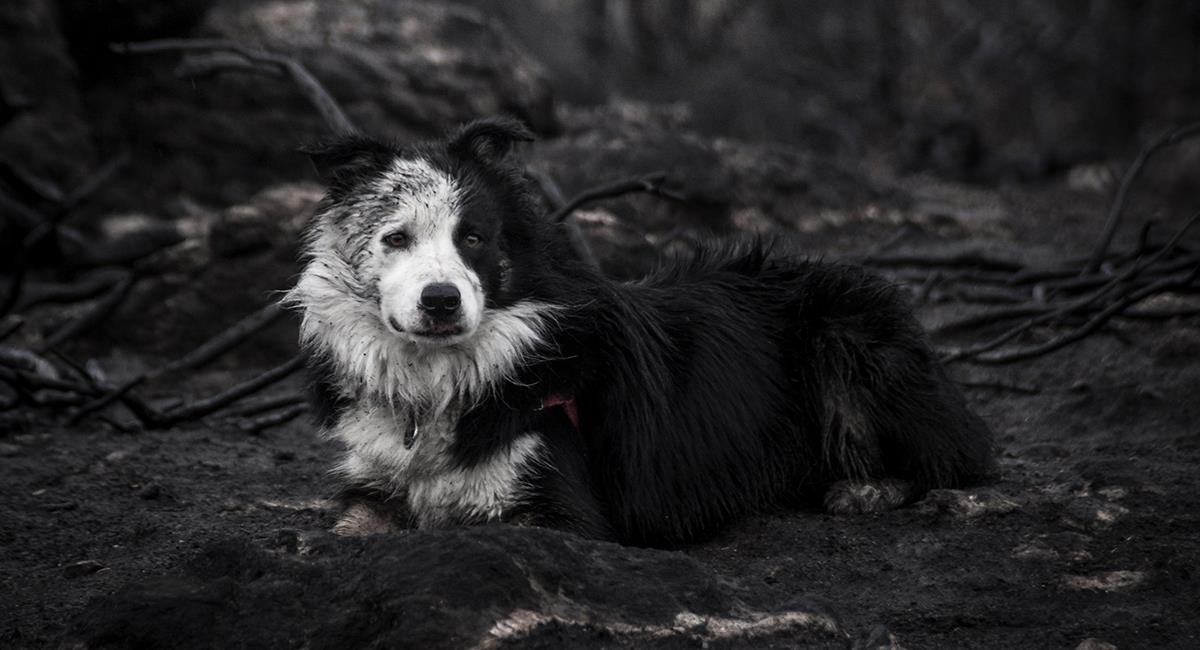 Conmovedor reencuentro de un hombre y su perro tras fatal incendio. Foto: Shutterstock