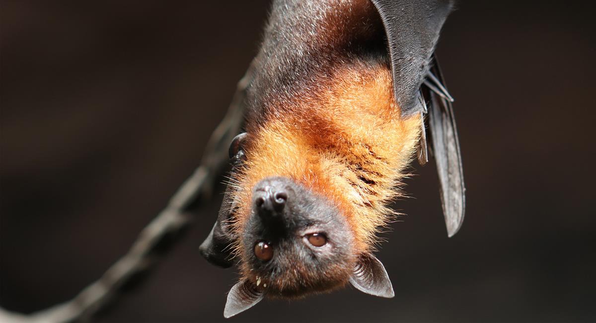 Científicos han afirmado que los murciélagos pueden ser huéspedes de diversos tipos de coronavirus. Foto: Pixabay