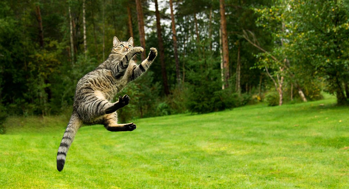 Maltrato animal: joven arroja a un gato como una pelota en Antioquia. Foto: Shutterstock