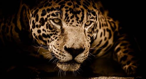 Jaguar acabó con la vida de una niña indígena en Boyacá
