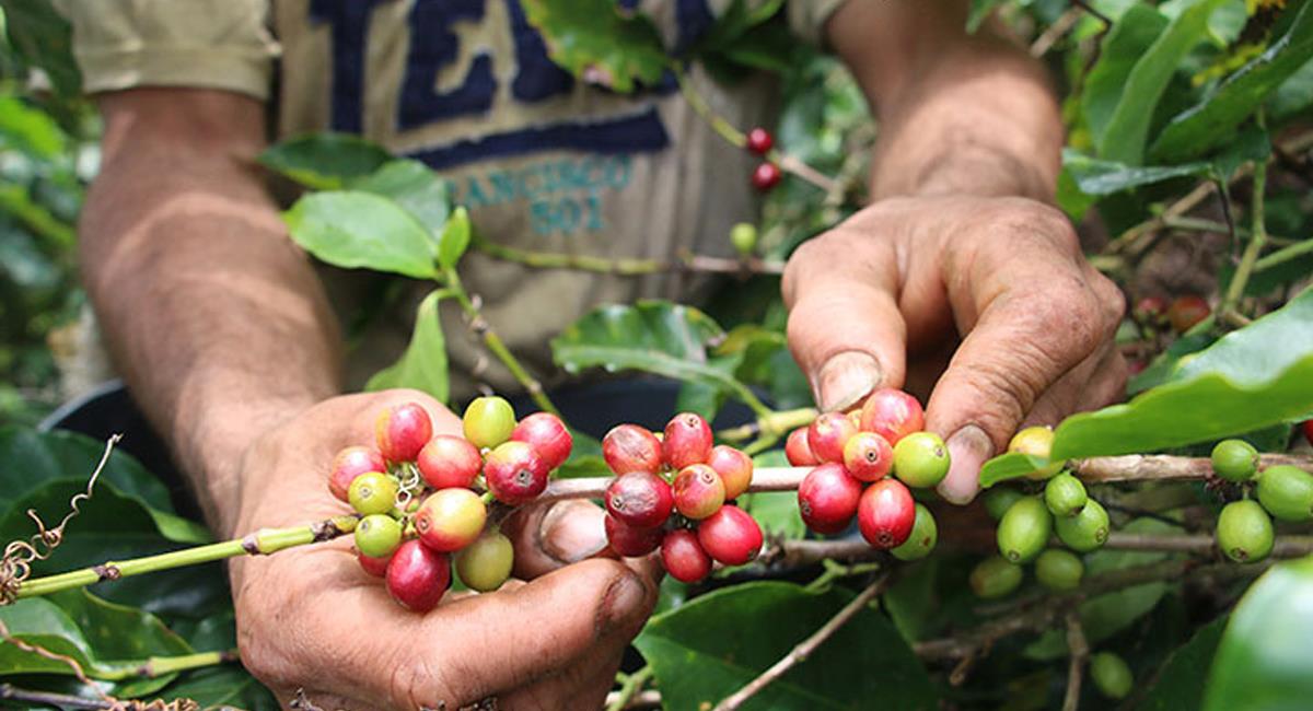 Una investigación indica que un importante porcentaje de recolectores de café en Antioquia consume alucinógenos. Foto: Twitter @croniquindio