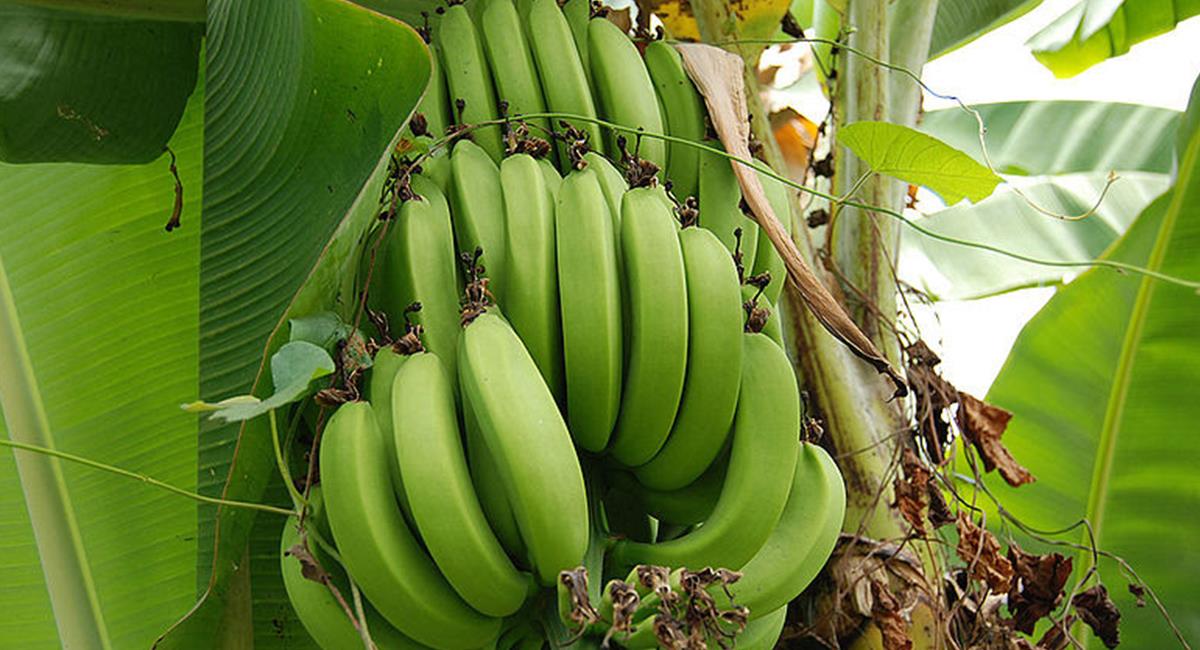 Los plátano parecen tener un alto porcentaje nutritivo para hacer pan. Foto: Prensa UNAL 