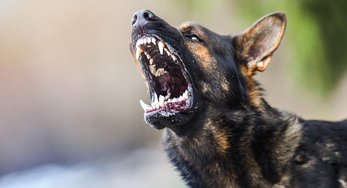 Héroe de cuatro patas: valiente perro salvó a sus dueñas de un peligroso ladrón. Foto: Shutterstock