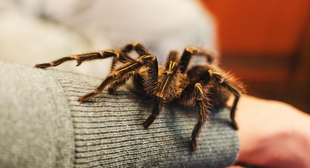 Sabías qué: Hay 5 tipos de arañas que sí se podrían tener como mascotas. Foto: Shutterstock
