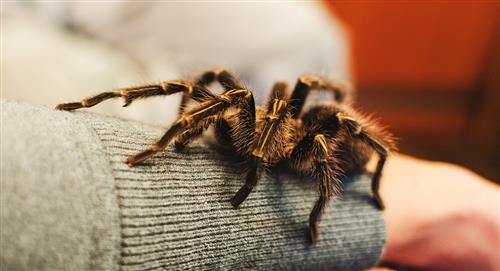 5 tipos de arañas que se podrían tener como mascota
