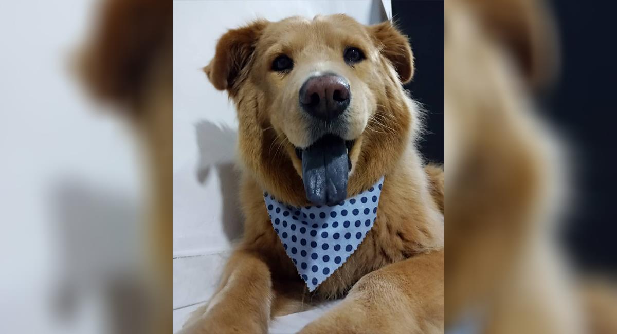Toby: el segundo perro que tendrá un marcapasos en Colombia. Foto: Cortesía Universidad CES