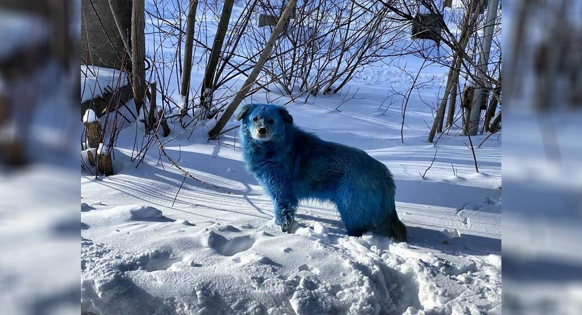 Extraño descubrimiento: hallan una manada de perros azules en Rusia. Foto: Twitter @AlexKokcharov