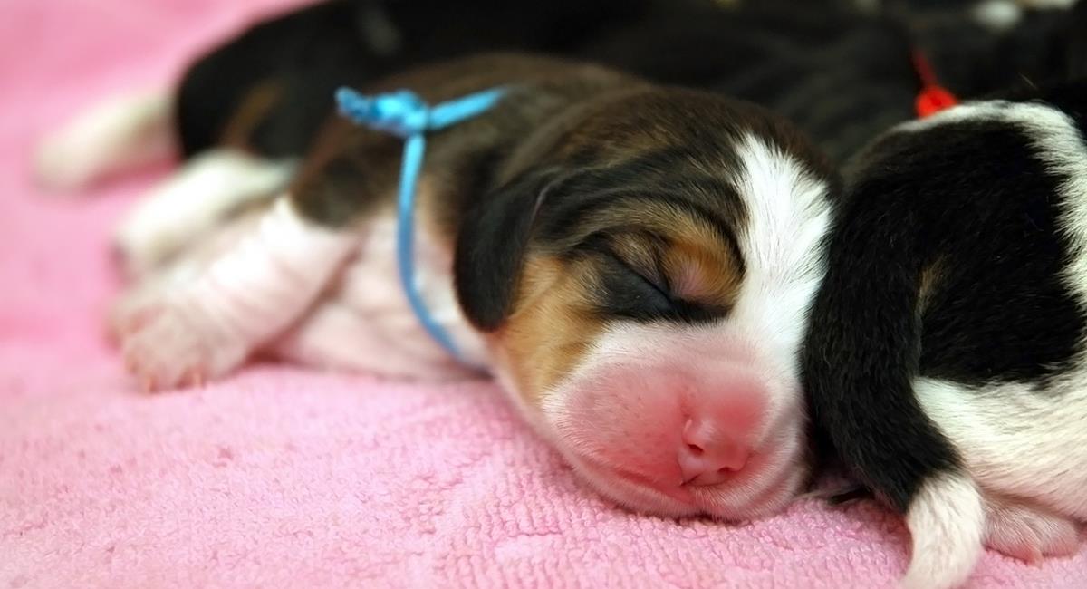 Cíclope, el cachorro que nació sin nariz, con dos lenguas y un solo ojo. Foto: Shutterstock