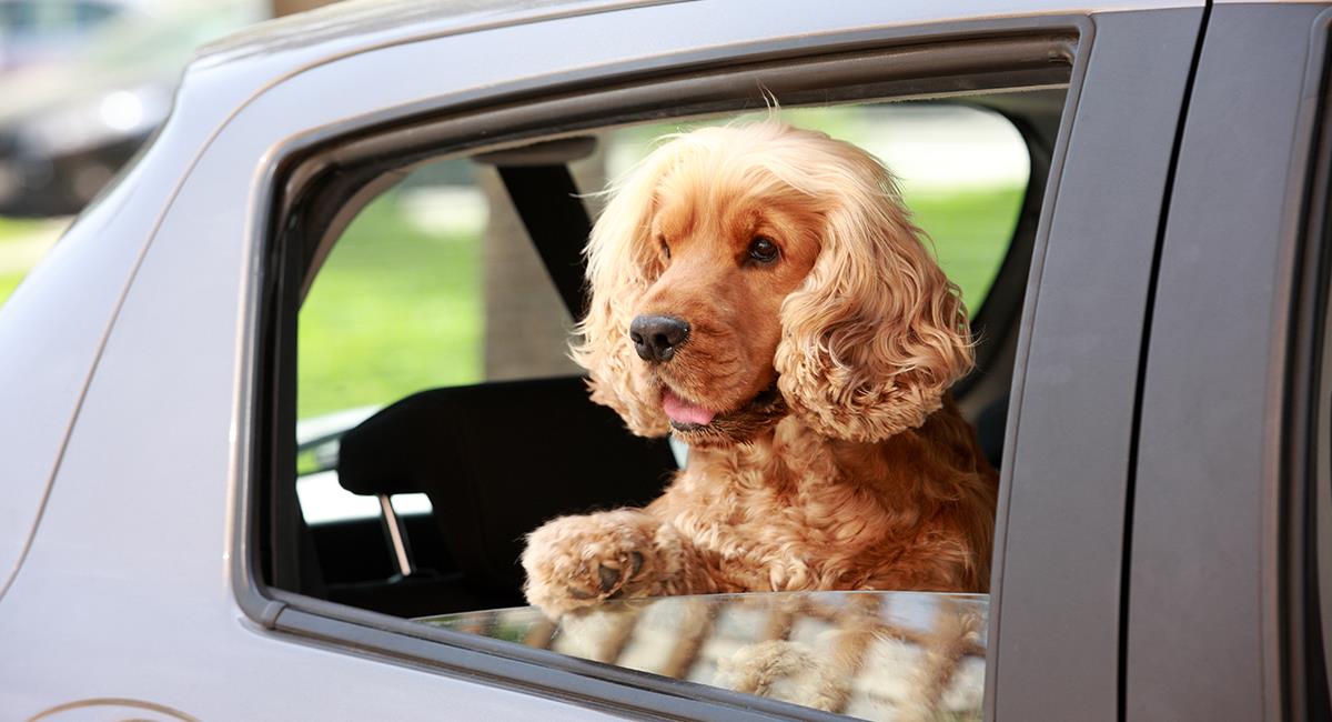 Resumen de 34+ artículos: como transportar a un perro en coche [actualizado recientemente]