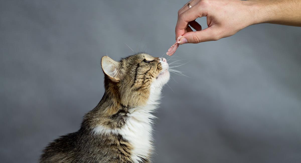 Cuidado: estos 5 alimentos pueden ser mortales para tu gato. Foto: Shutterstock