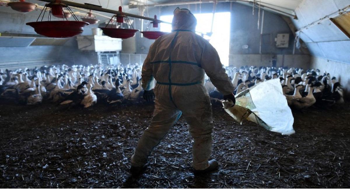 La influenza aviar requiere interacción directa con aves infectadas. Foto: Twitter @AndreSerranoG