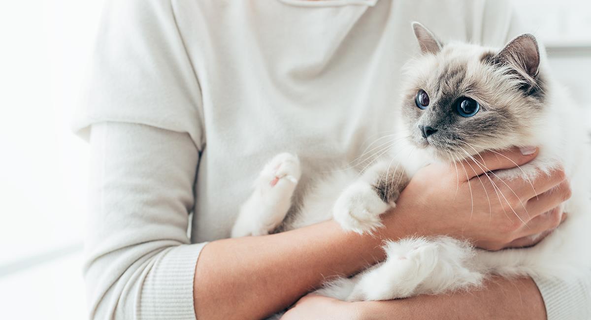 Esto es lo que debes saber si tendrás un gato como mascota. Foto: Shutterstock