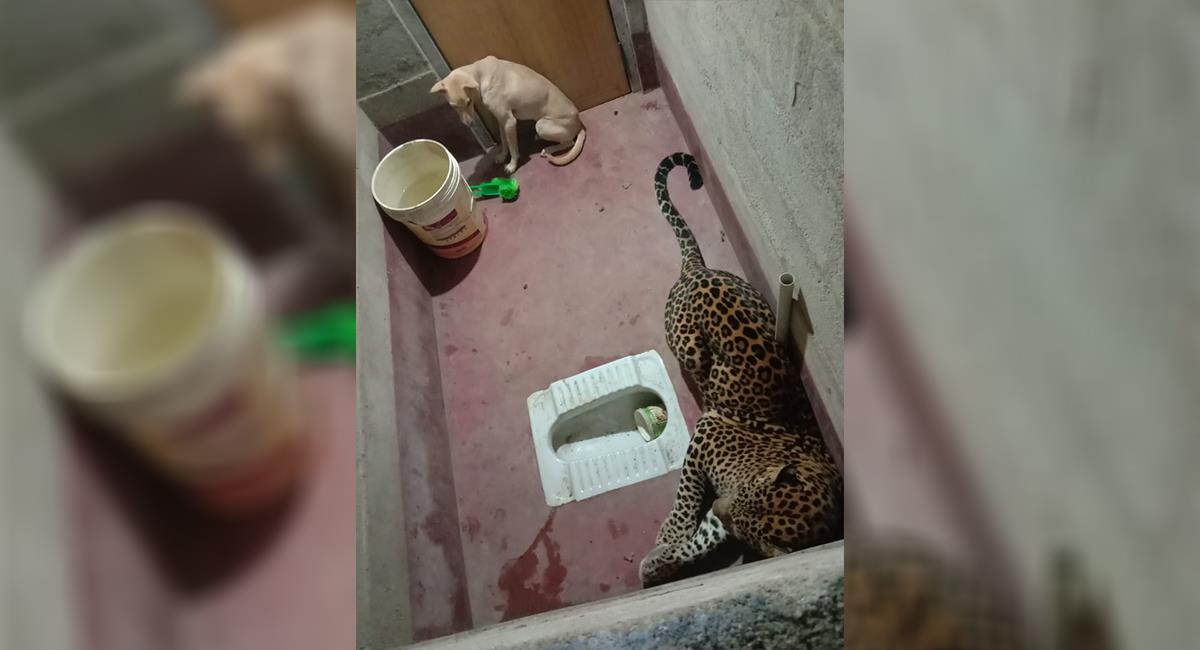 Perro sobrevivió luego de estar 7 horas encerrado con un leopardo. Foto: Twitter @prajwalmanipal