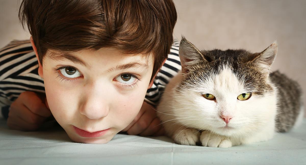 Gato protege a un niño para que no suba al balcón. Foto: Shutterstock