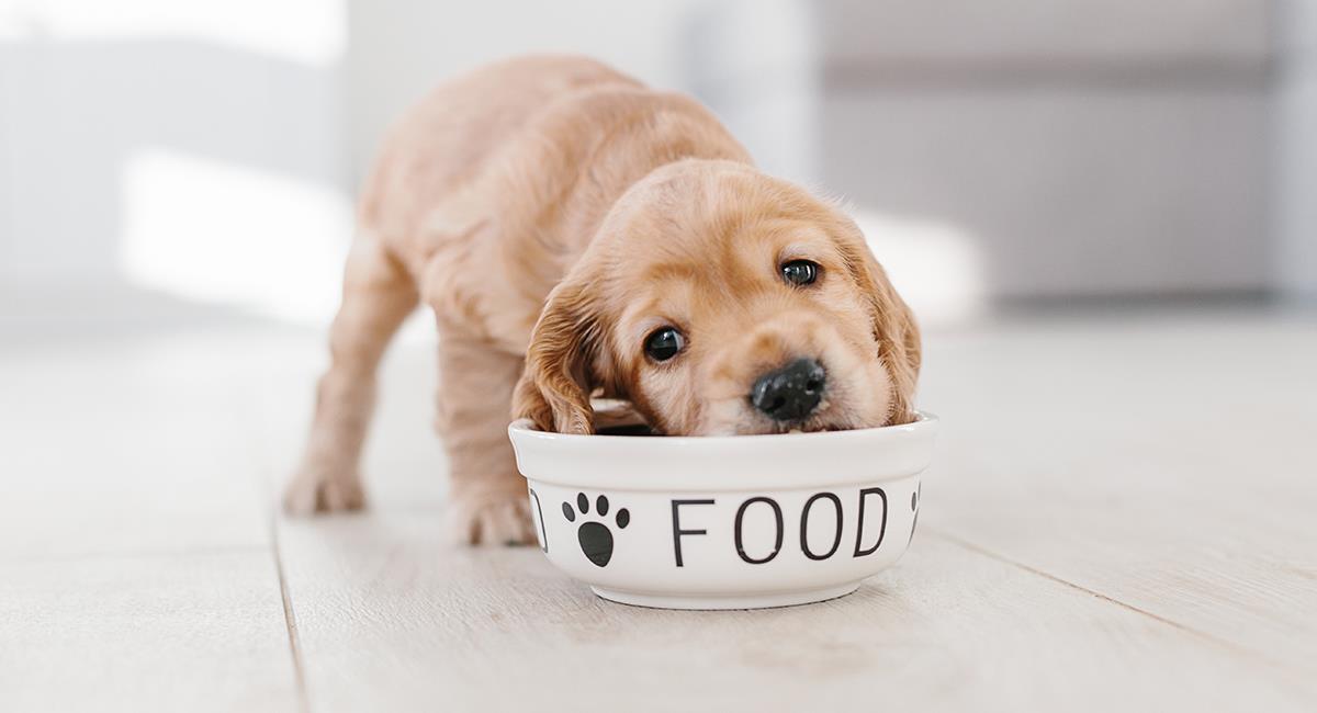 ¿Cómo elegir el comedero perfecto para tu perro?. Foto: Shutterstock