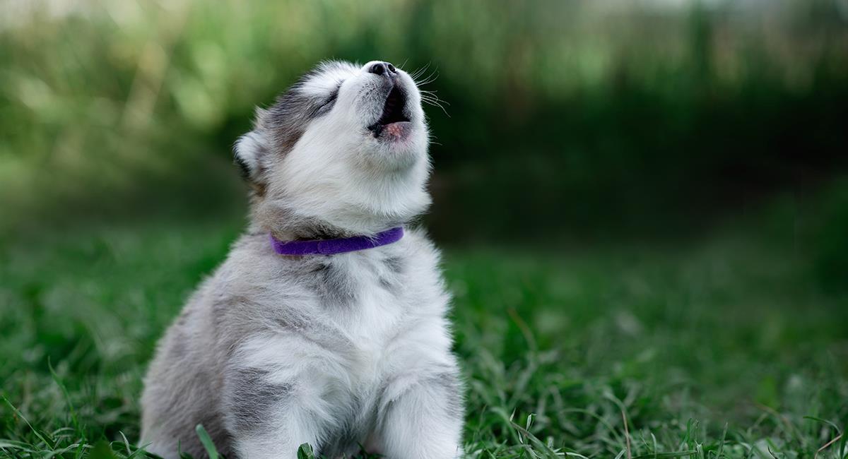 Comportamiento canino: 7 razones por las que tu perro aúlla y no ladra. Foto: Shutterstock