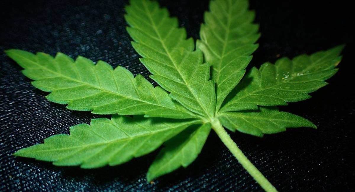Cámara regresa ley al Senado para lograr aprobación de marihuana recreativa. Foto: Pixabay