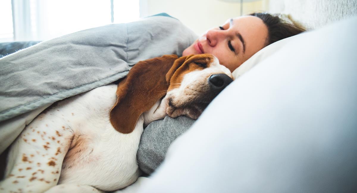 3 situaciones en las que no debes dejar que tu mascota duerma en tu cama. Foto: Shutterstock