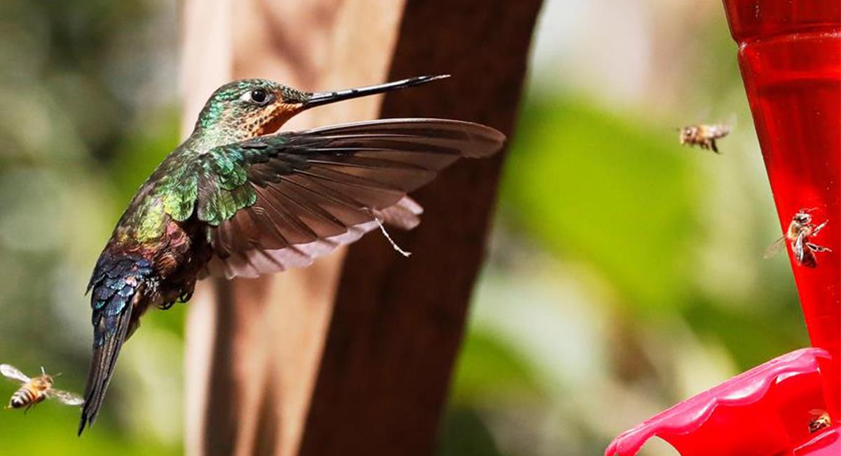 Las diferentes especies de colibríes, pueden verse con una diferencia de 300 metros sobre Monserrate. Foto: EFE