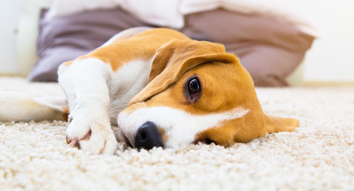 Esto es lo que hacen los perros cuando están a punto de fallecer. Foto: Shutterstock