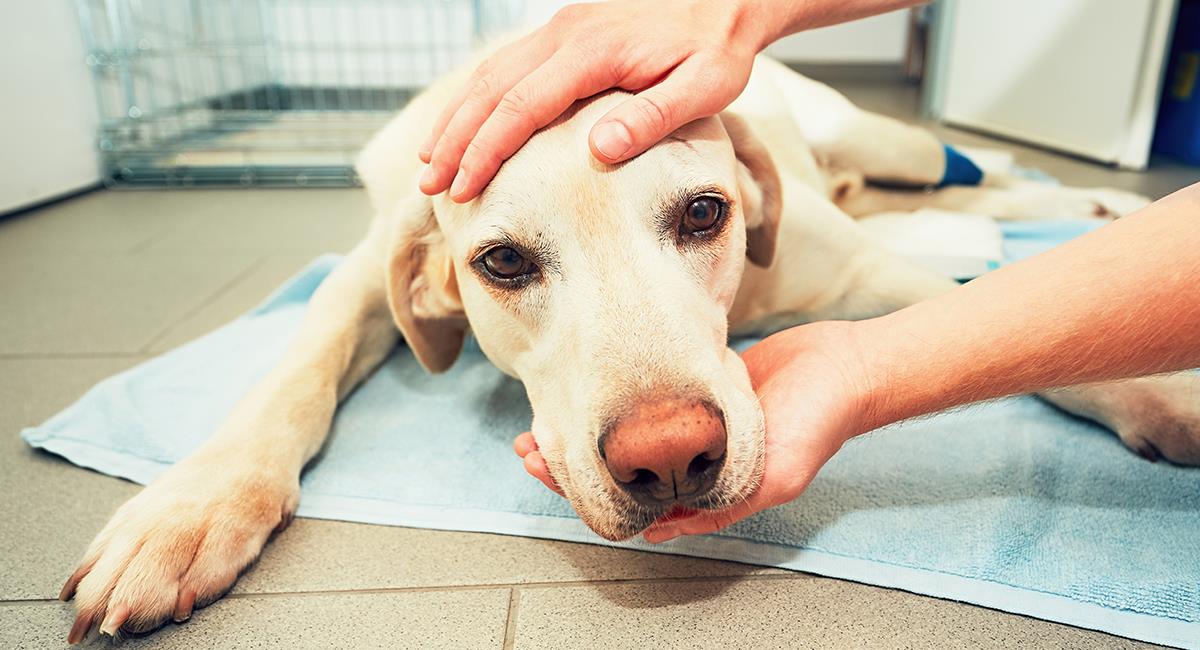 5 productos de mascotas que los expertos desaconsejan para los perros. Foto: Shutterstock