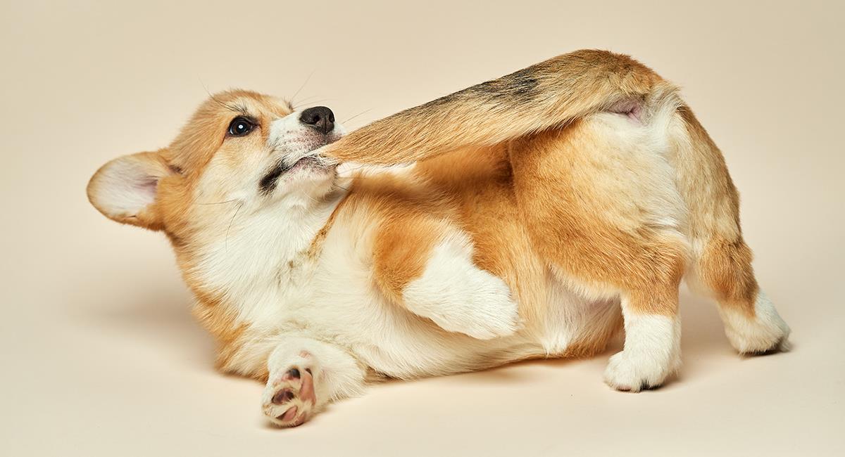 Curiosidades caninas: 4 increíbles funciones de la cola de los perros. Foto: Shutterstock