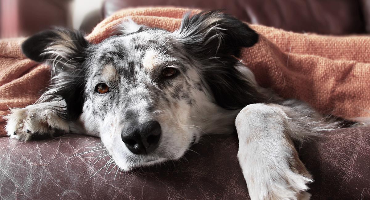 Encienden alertas por tendencia en TikTok de darle picante a los perros. Foto: Shutterstock