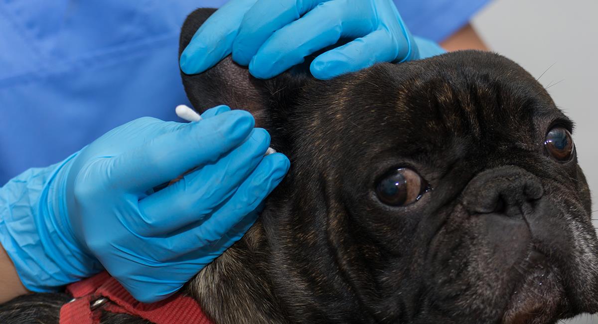 Otitis en perros: 5 síntomas que alertan sobre la presencia de esta enfermedad. Foto: Shutterstock