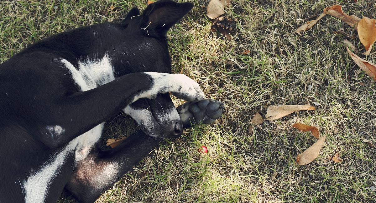 Video: Indignante caso de maltrato animal en centro de entrenamiento canino. Foto: Shutterstock