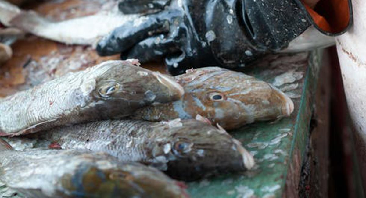 Comer pescado fresco, con estas recomendaciones será más fácil de seleccionar. Foto: Pexels