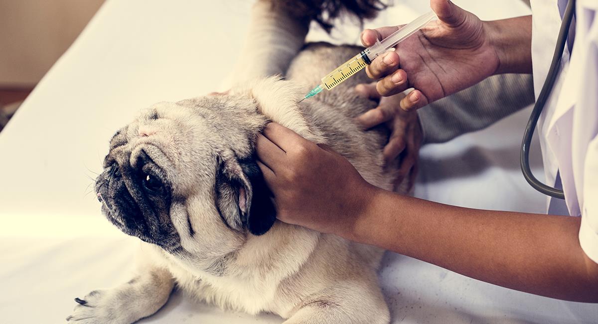 Registran la primera vacuna contra el coronavirus para los animales. Foto: Shutterstock