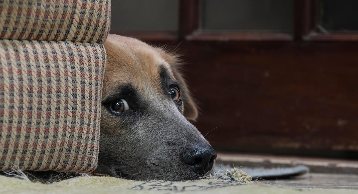 5 razas de perro que se caracterizan por ser muy ansiosas. Foto: Shutterstock