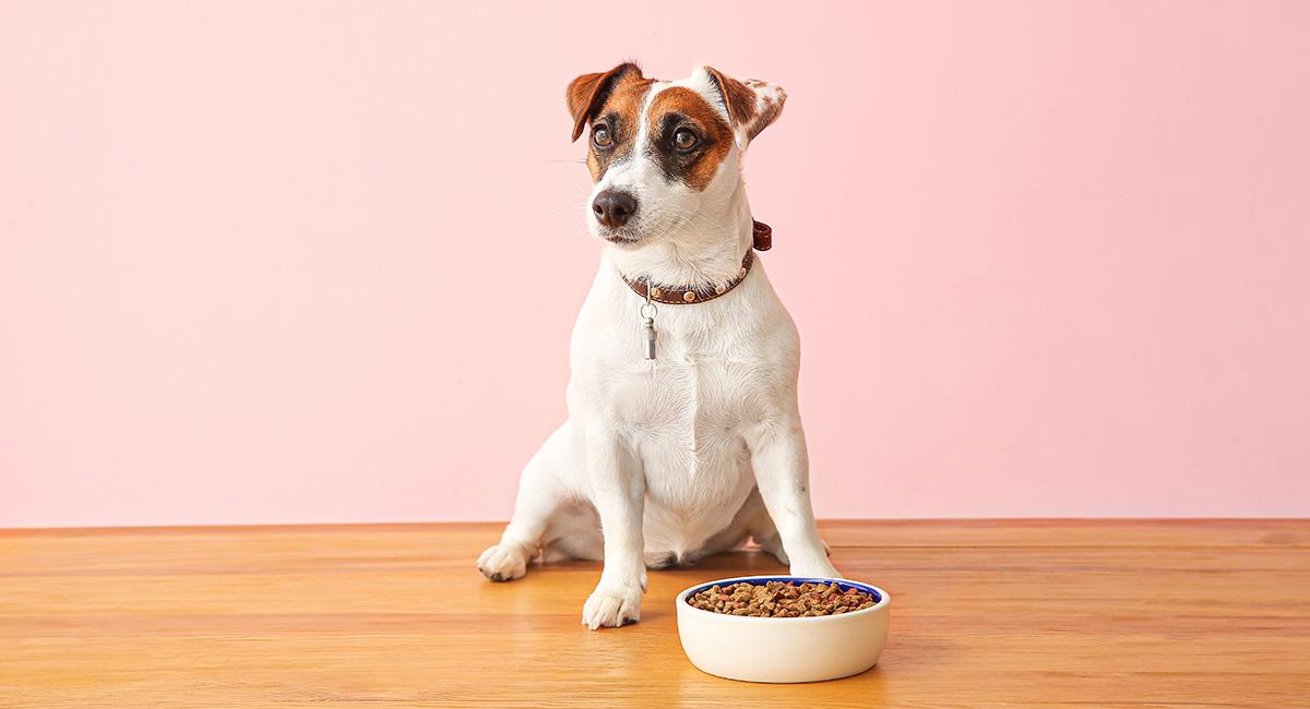 5 casos en los que deberías echar agua al concentrado de tu perro. Foto: Shutterstock