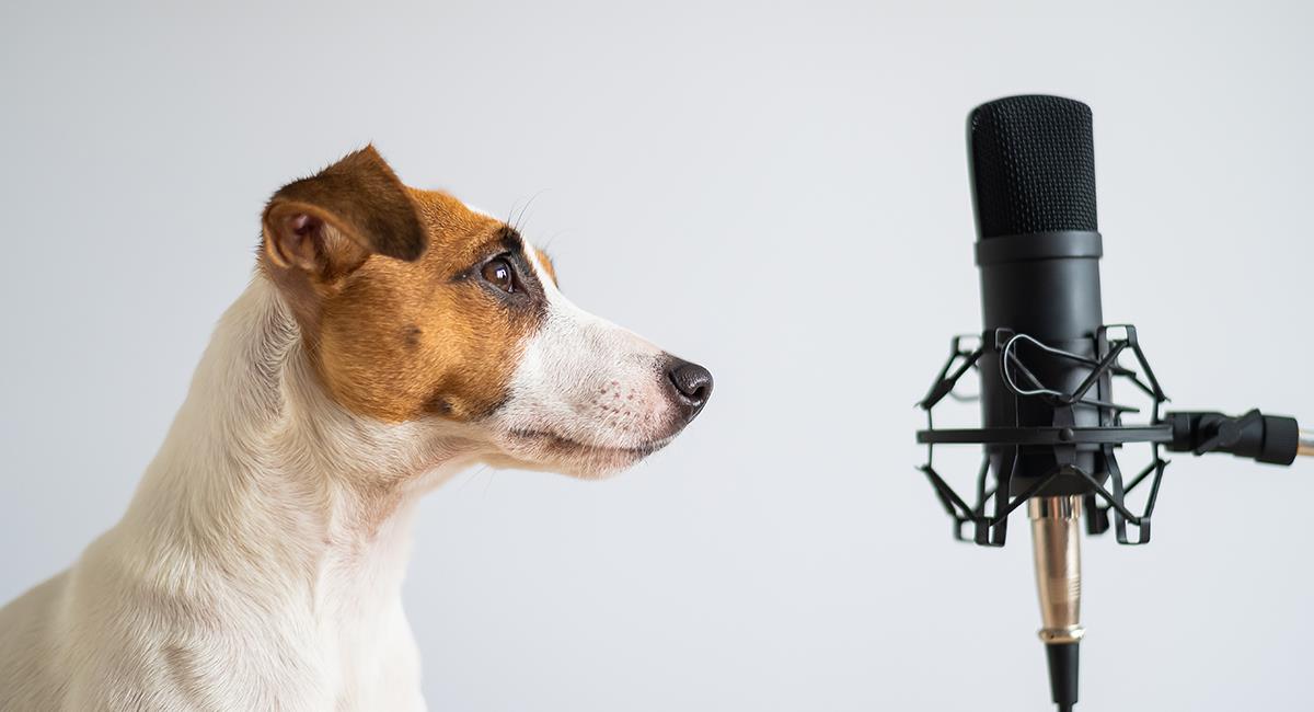 Ladrón de cuatro patas: un perro robó el micrófono de una reportera en vivo. Foto: Shutterstock