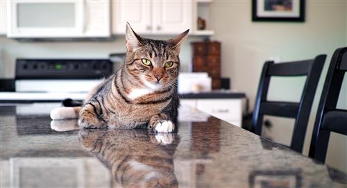 5 cosas que puedes hacer para que tu gato no suba a la mesa